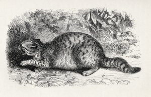 Kot dziki i gotowy do walki, z „Wyrażania emocji człowieka i zwierząt” Karola Darwina, 1872